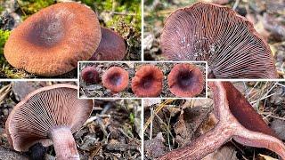 Pilzportrait - Kampfermilchling, Lactarius camphoratus | Lactarius cimicarius, Lactarius fragilis