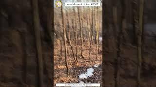 ScienceMan Moment of Zen 0507 #peaceful #winter #forest #trailrunning #asmr