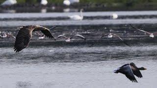 White-tailed Eagle hunts Goose - Seeadler jagt Graugans