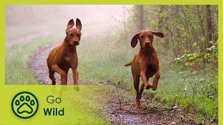 Hunting Buddies - How Dogs Discovered Man - The Secrets of Nature