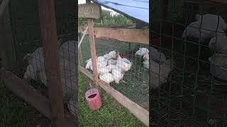 Дрессированный петух