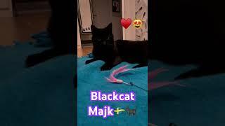 Funny Cat  #blackcatmajk #cuteblackcat