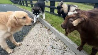 Retriever And Malamute Puppy Meet Tiny Goats! (Cutest Ever!!)