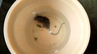 Easiest Homemade Bucket Mouse Trap | Best Mouse Trap of All Time | Catch a Mouse