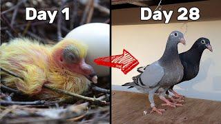 Baby Pigeons Growing | Four Weeks Day by Day