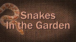 Snakes in the Garden – Family Plot