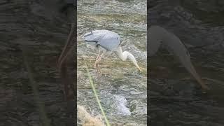 뇌 힐링/ 방금전 식사 완료../ 포만감에 황소걸음 걷는 왜가리../ South Korea Nowon Danghyeoncheon Stream ,
