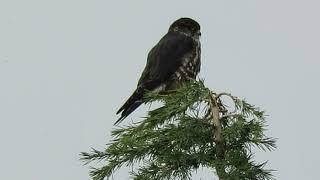 03/04/25 (#2) Taiga Merlin Falcon (Flew) Kent Wa 3170-164