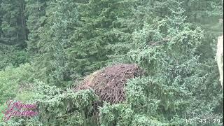 Live Bald Eagle Cam @ Glacier Gardens, Juneau, AK