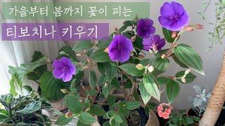 [키우기 쉬운 식물] 커다란 보라색 꽃과 벨벳같은 잎, 빨간 매력이 있는 티보치나 tibouchina  해충박멸