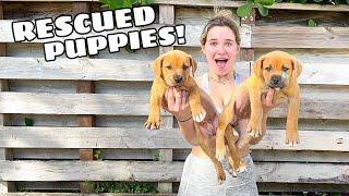 PUPPIES FOUND ON THE SIDE OF THE ROAD!