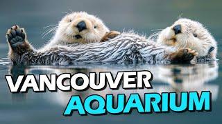 Diese Otter  Vancouver Aquarium  Kanada  Weltreise 2024 | Tag 62 | Travel Vlog #60