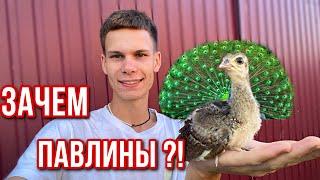 ПАВЛИНЫ в Хозяйстве ! Автоклав Малиновка 3 - Тушёнка-новая продукция ! На ферме Беда 