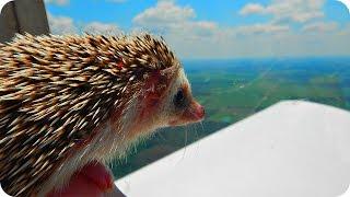 Прикольные Веселые Ежики! Funny Hedgehogs / Позитивное Видео :)