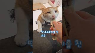 겁먹고 엄살 부린 집사 #이루#고양이 #cat #tv동물농장
