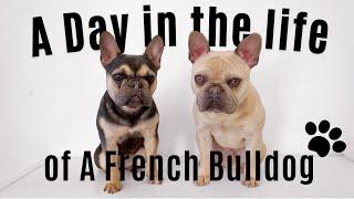 A DAY IN THE LIFE OF A FRENCH BULLDOG!!