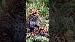 Two Curious 2 Month Old Leopard Cubs (Luluka's Leopard Cubs)