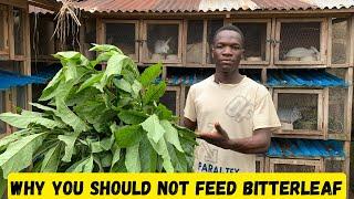 7 importance of bitter leaf to rabbit and why you should not feed your rabbit bitter leaf