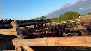 БАРАНЫ,80 голов Матки,50 Ягнята,все через весы по 320 руб,      +7 937 250-25-75 Кенан