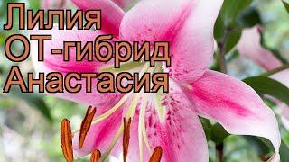 Лилия от-гибрид Анастасия (lilium ot-hybrid anastasia)  обзор: как сажать, луковицы лилии Анастасия