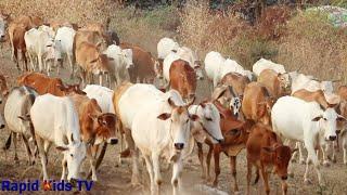 Cow Videos for Funny | Funny Cow Videos | Cutes Cows Video | Rapid Kids TV