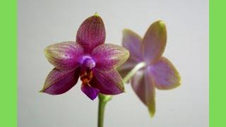 Worth the hype? Rare. Hard to Find. Orchid Phalaenopsis Sweet Memory 'M' | Orchid Care Tips