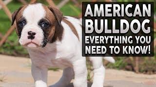 AMERICAN BULLDOG 101! Everything You Need To Know About Owning an American Bulldog Puppy!