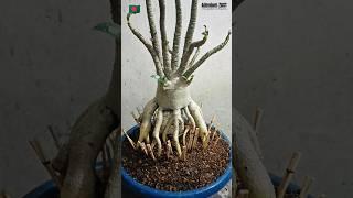 Adenium Arabicum Root trained plant #bonsai #adenium #plants #desertrose #adeniumgarden #garden