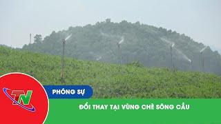 Đổi thay tại vùng chè Sông Cầu