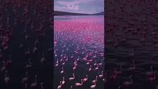 One of the world's largest populations of lesser flamingos. 