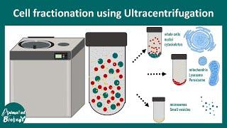 Cell fractionation | What is the objective of cell fractionation? |application of cell fractionation