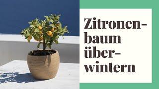 Zitronenbaum überwintern - So klappt das winterfest machen des Zitronenbaumes