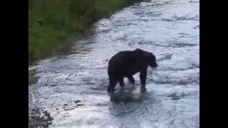 Grizzly Bear feeding on Salmon in Hyder, Alaska