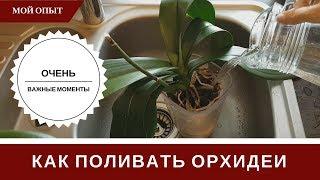 Полив Орхидеи  Как Поливать  Тонкости И Секреты   Чтобы Не Было Проблем И Загнивания