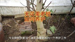 无花果老桩该如何养？怎样才能养好？看看20公分的老桩养护方法吧