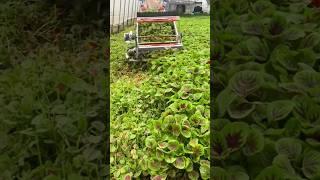 Harvesting red amaranth #agriculture #rurallife #farming #planting naturallife #garden #Harvesting