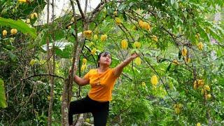 Picking Star Fruit & Countryside Living: A Peaceful Day