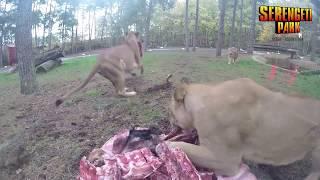 Löwenfütterung hautnah - im Serengeti-Park