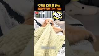 주인을 다룰 줄 아는 댕댕이가 보인 똑똑한 방법