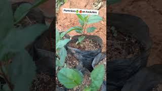 Évolution pommiers au Cameroun