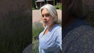 #лаванда #фотосесія #оксанабесараб #лавандовіполя