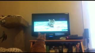 Marmalade's Kitten Bowl Cuteness!