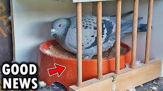 Our Pigeon Pair Is BREEDING!