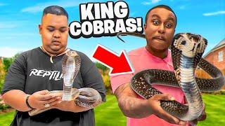 Handling King Cobras With Hands 