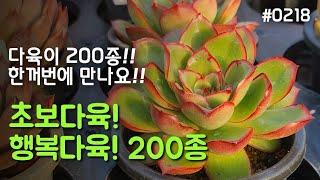 #0218 다육이 200종 한꺼번에 만나요 초보다육 행복다육 200종 주문은 010-5335-1080