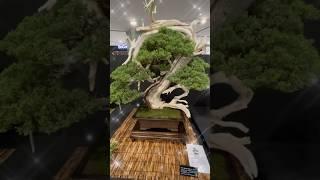 Japanese Bonsai #bonsai #japaneseculture #japan #bonsaitree