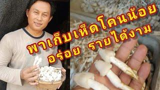 พาเก็บเห็ดโคนน้อย อร่อย รายได้งาม