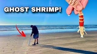 HOW TO Catch & Cook GHOST SHRIMP: The SECRET BAIT You Can Actually EAT!