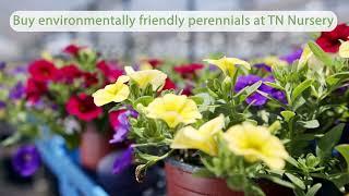 Warm Season Perennial Favorites at TN Nursery