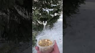 Finding the chickadees in 30 mph winds